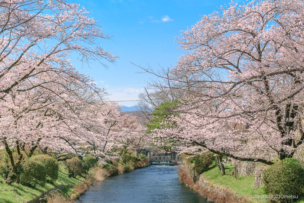 羽村の堰の桜