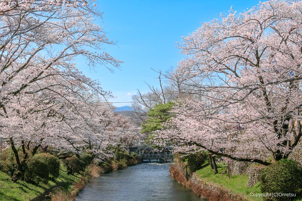 羽村の堰の桜
