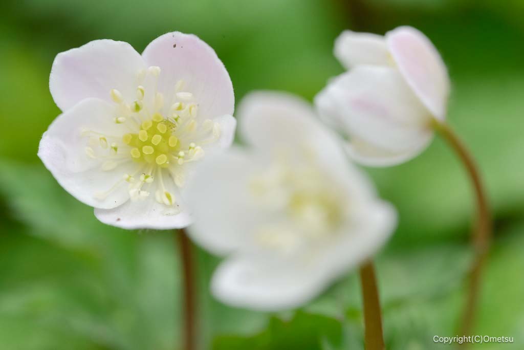 青梅市・釜の淵公園の、ニリンソウ