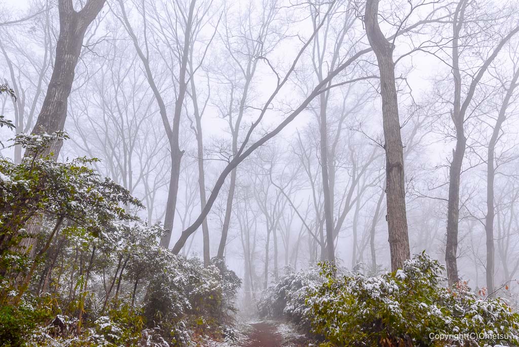 霧の、青梅の森