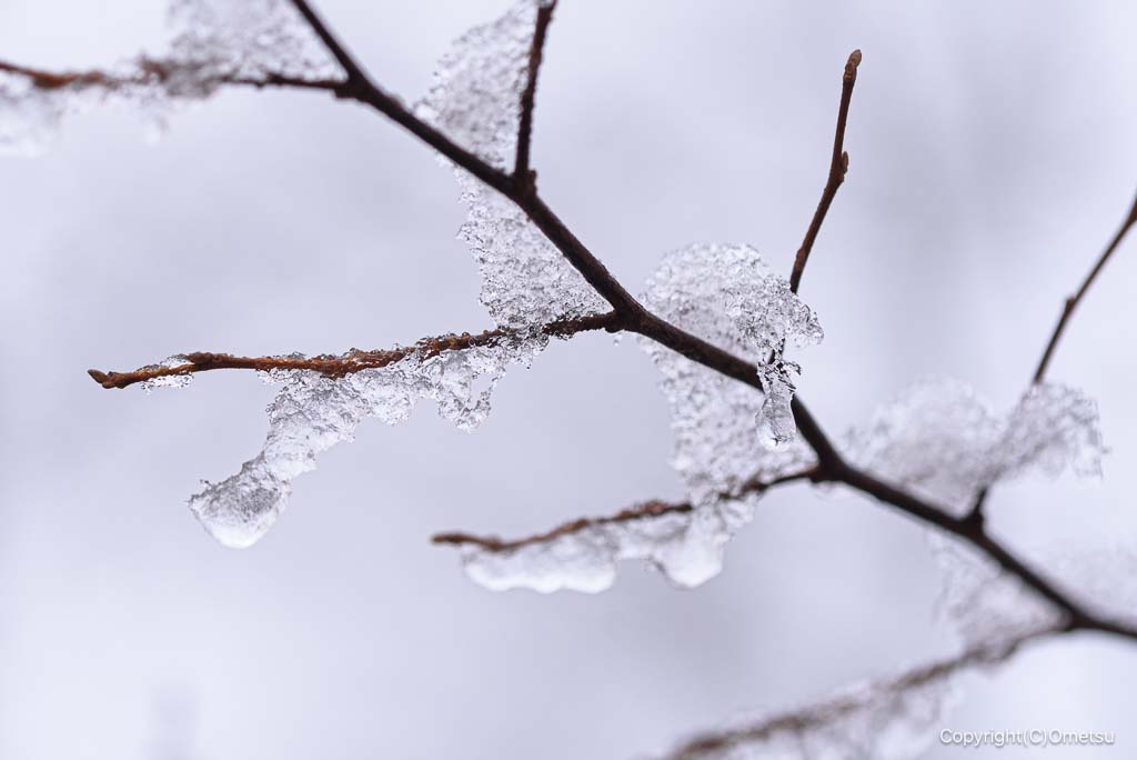 青梅の森の、雪の木の枝