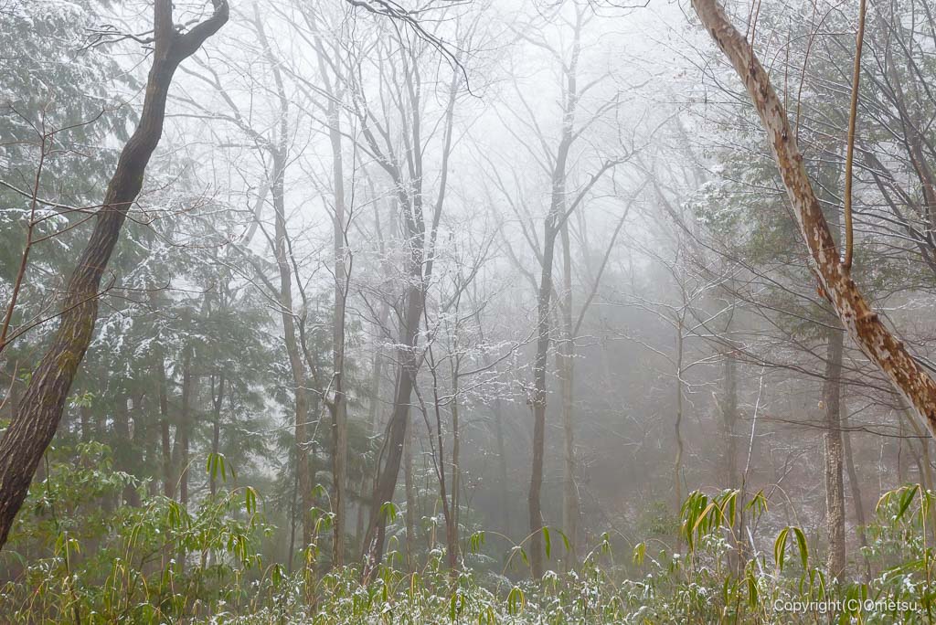 青梅の森の、霧の森