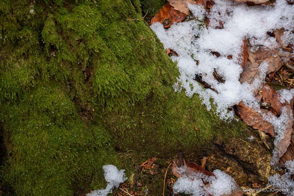 青梅の森の、苔と雪