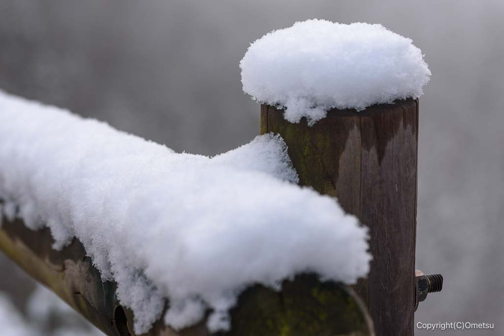 青梅の森の、積雪