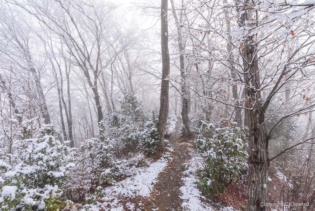 青梅の森の、マツボックリ山展望台付近の森