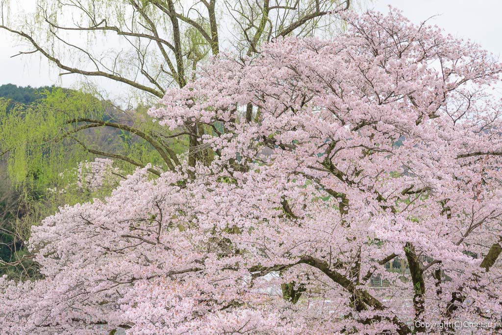 青梅市・釜の淵公園の桜