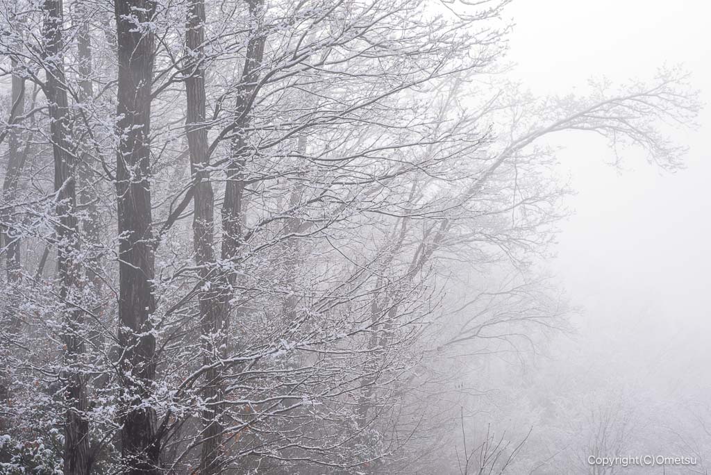 青梅の森から永山丘陵への道の森