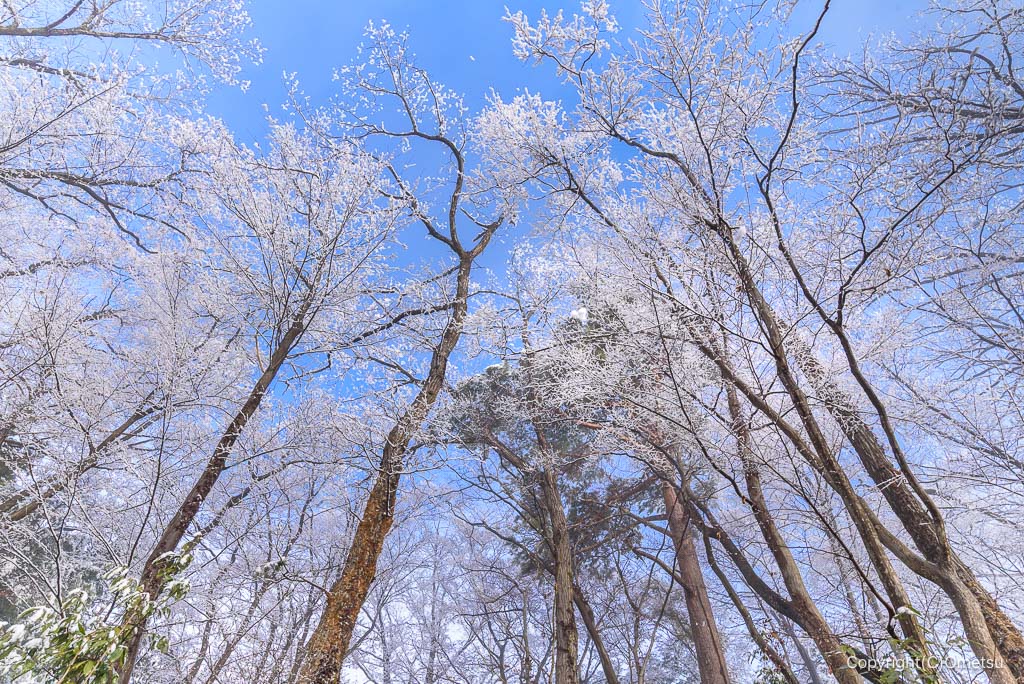 永山丘陵・雪の木々