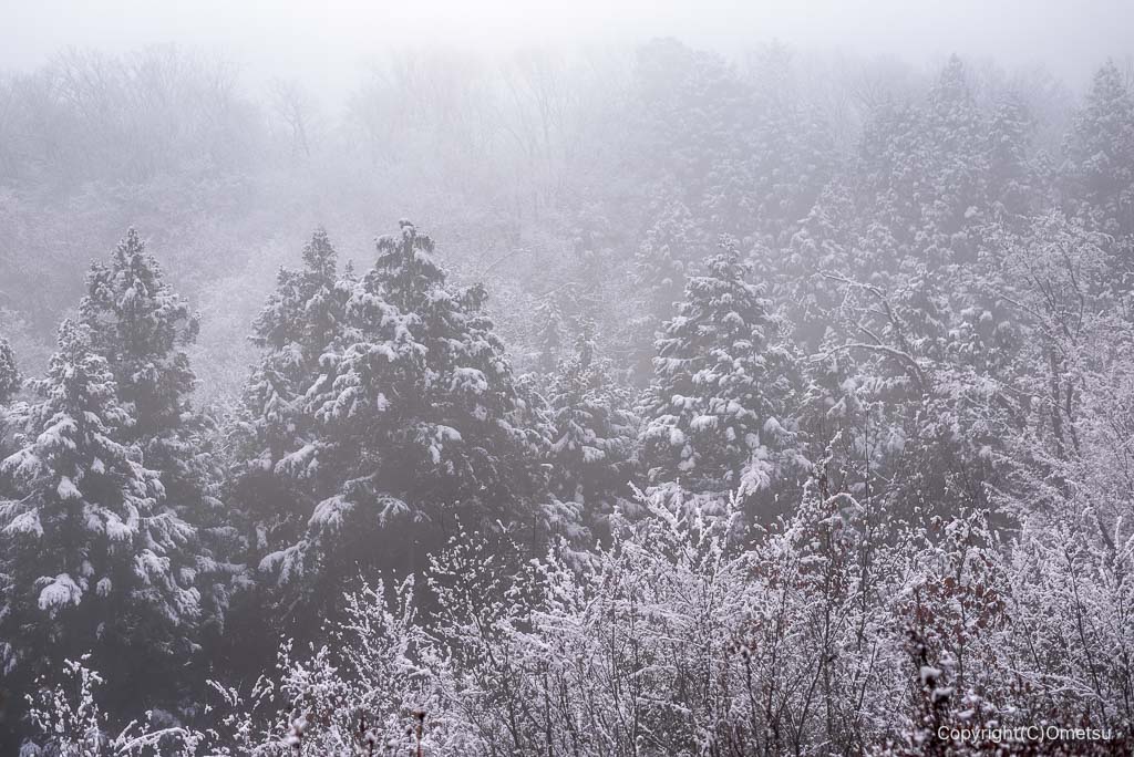 永山丘陵・展望広場の雪の森