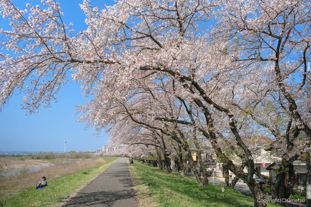 福生 多摩川堤防沿いの桜