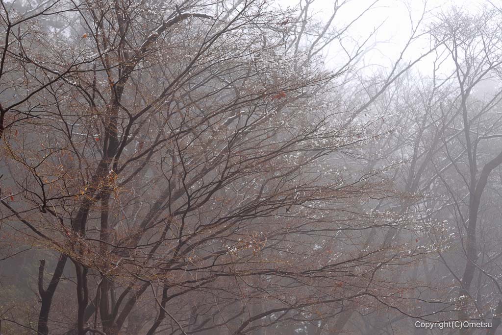 永山丘陵の、残雪の木々