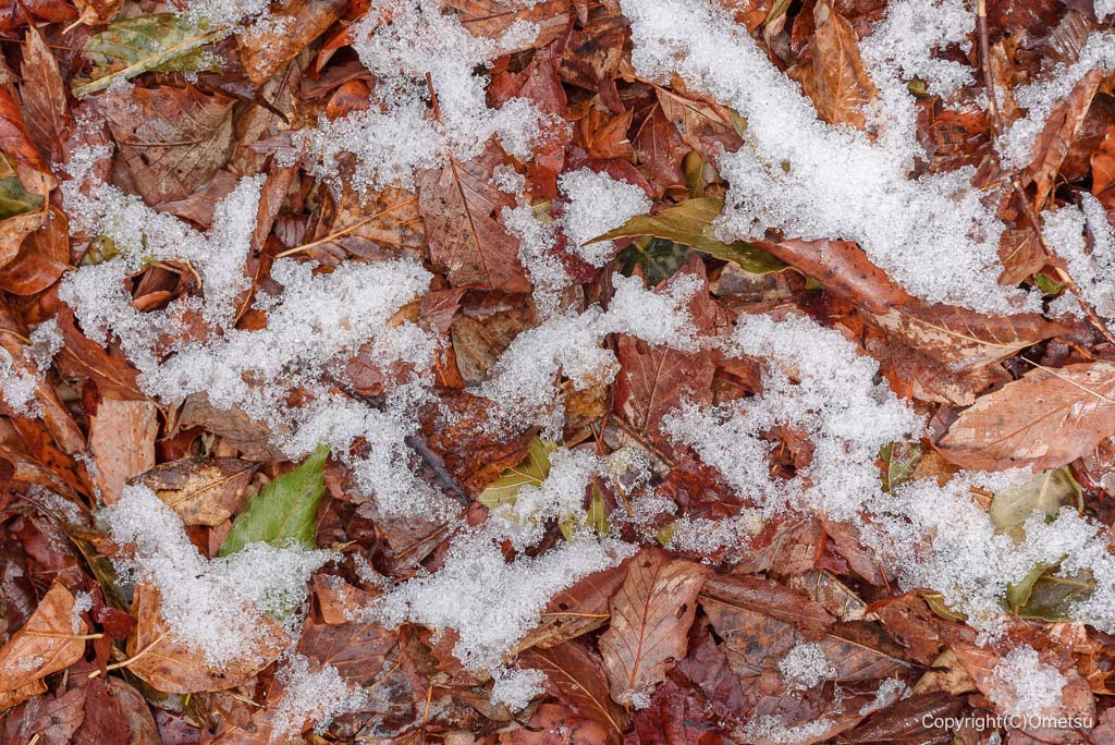 永山丘陵・落ち葉と雪