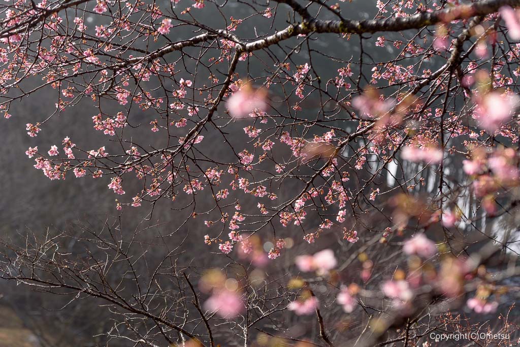 青梅・桜見本園地の、河津桜
