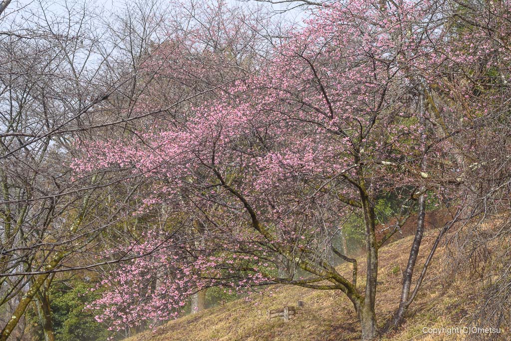 青梅・桜見本園地の、河津桜