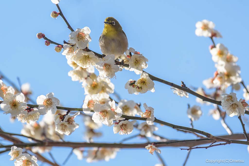 青梅 住吉大社の梅とメジロ