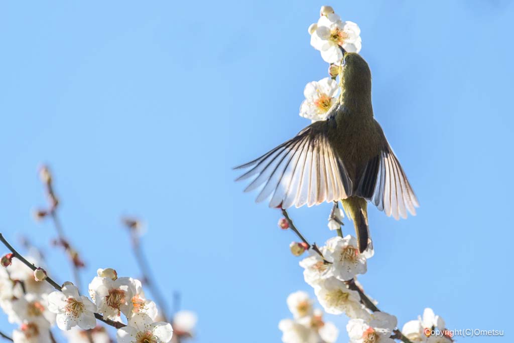 青梅 住吉大社の蜜を吸うメジロ