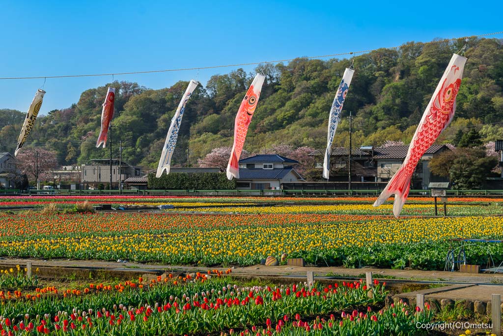 羽村のチューリップ畑と鯉のぼり