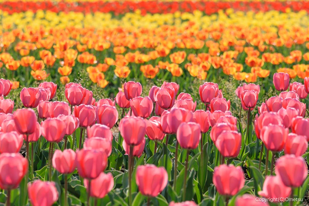 羽村のチューリップ畑