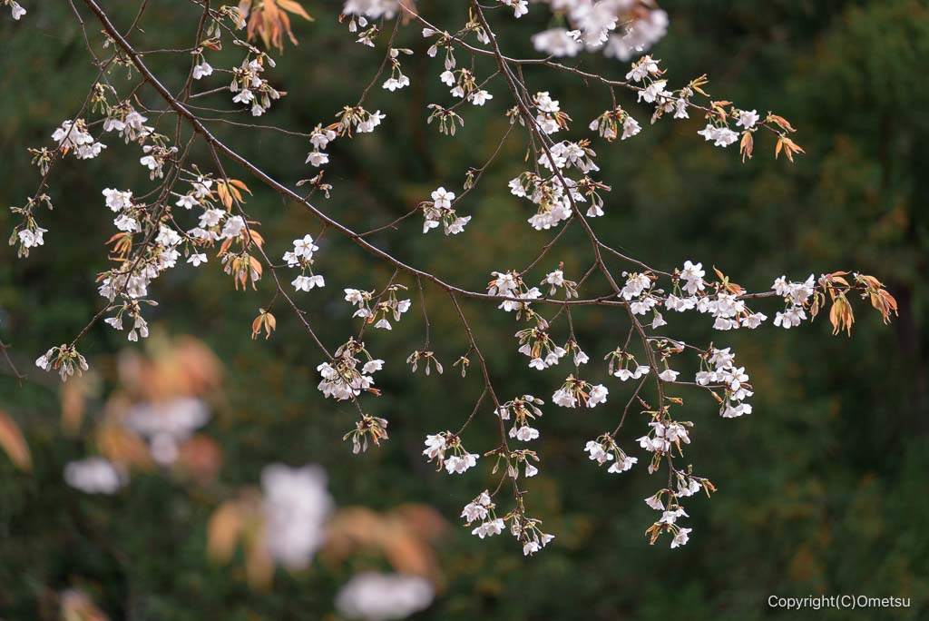 青梅市・畑中の、赤ぼっこ登山口付近の、山桜