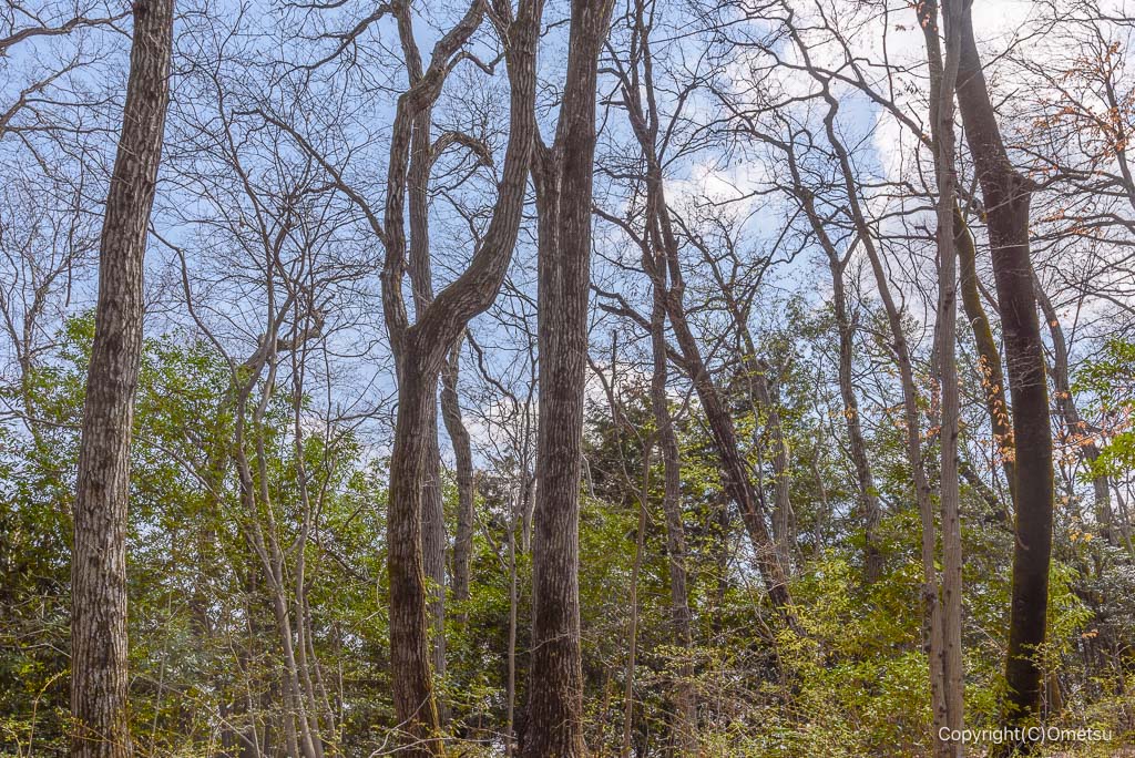 青梅市・赤ぼっこ・畑中ルートの、雑木林