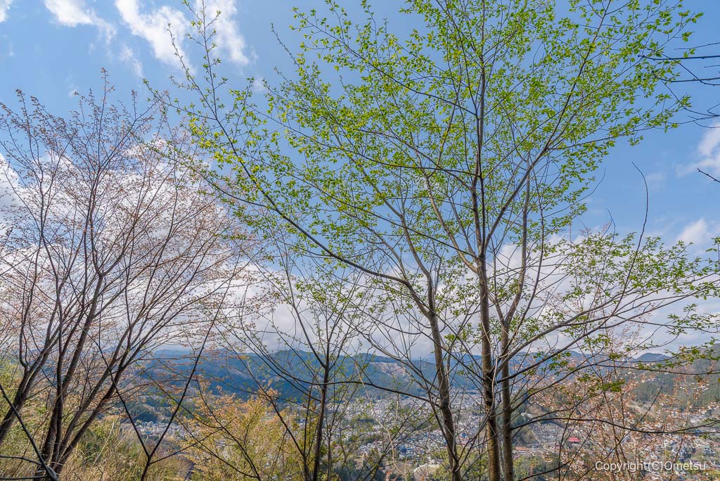青梅市・赤ぼっこ・畑中ルートの、新緑と山桜