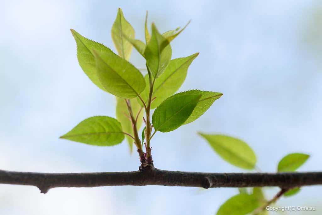 青梅市・赤ぼっこ・畑中ルートの、新緑
