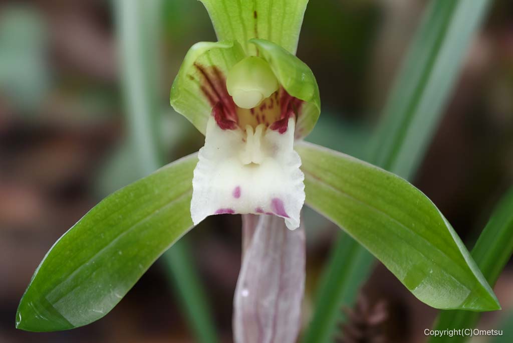 青梅市・赤ぼっこのシュンラン
