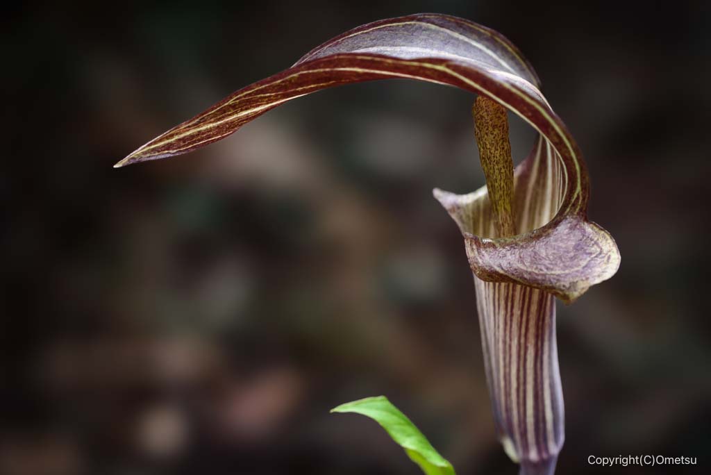 青梅市・赤ぼっこ・畑中ルートの、テンナンショウ