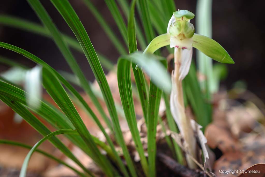 青梅市・赤ぼっこのシュンラン