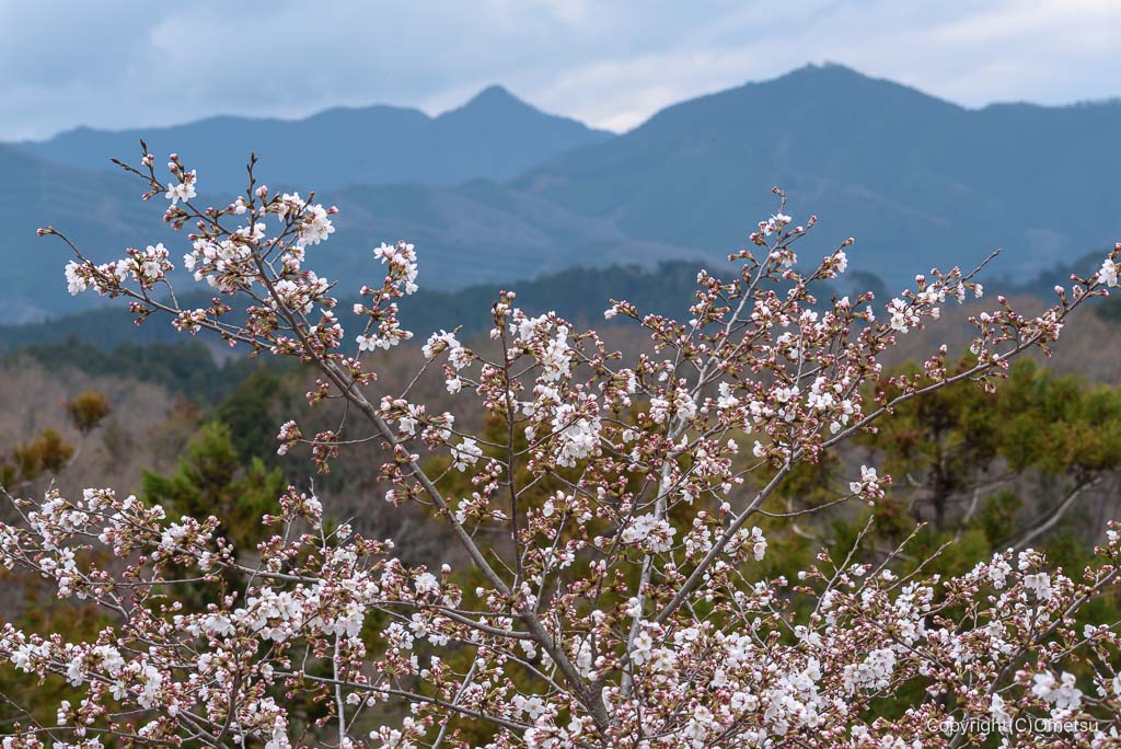 青梅市・赤ぼっこの、山桜