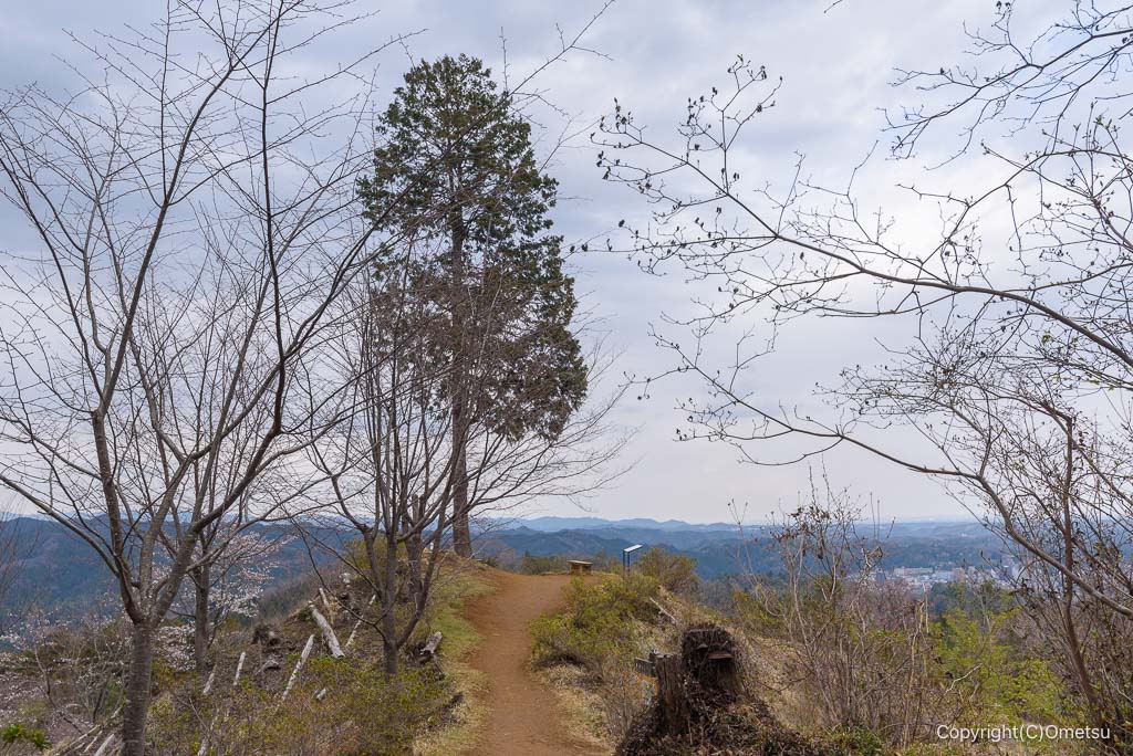 青梅市・赤ぼっこの、一本杉