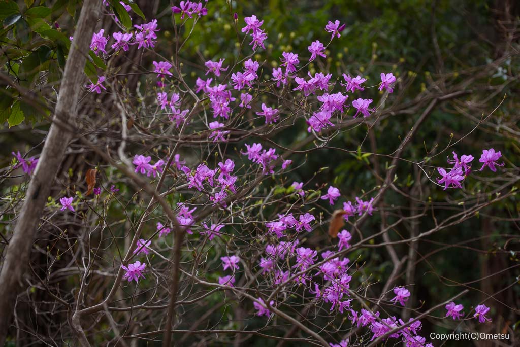 青梅市・赤ぼっこ、天狗岩のツツジ