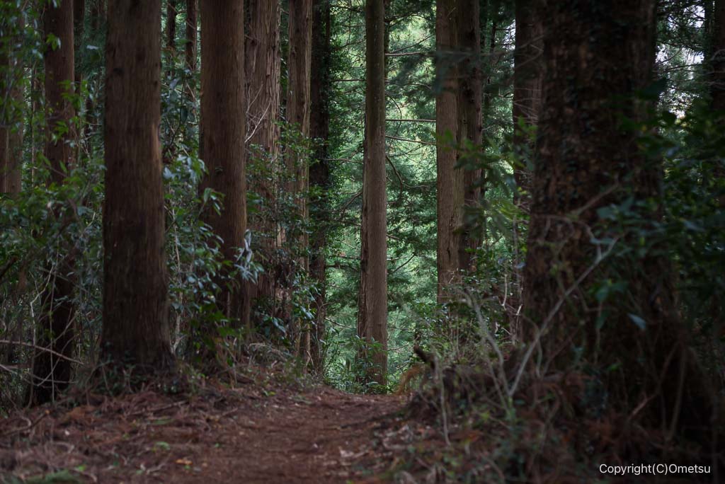 青梅市・赤ぼっこの針葉樹林の道
