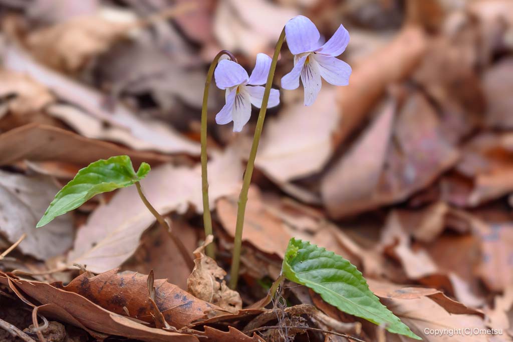 青梅市・赤ぼっこの、ナガバノスミレサイシン