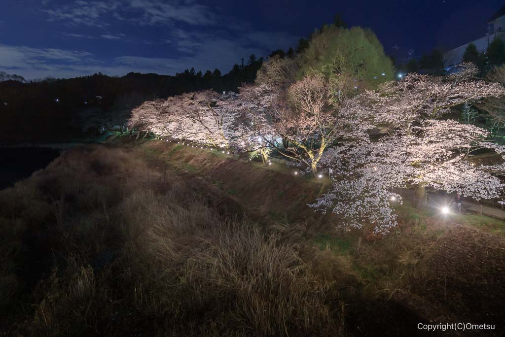 青梅・釜の淵公園の、夜桜