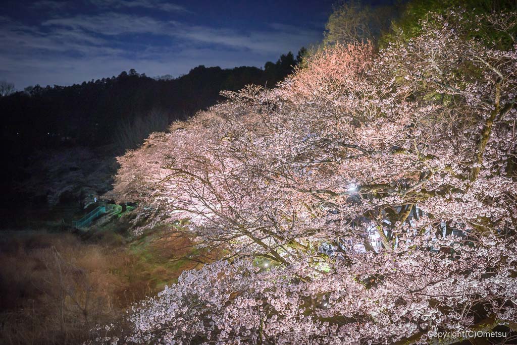 青梅・釜の淵公園の、夜桜