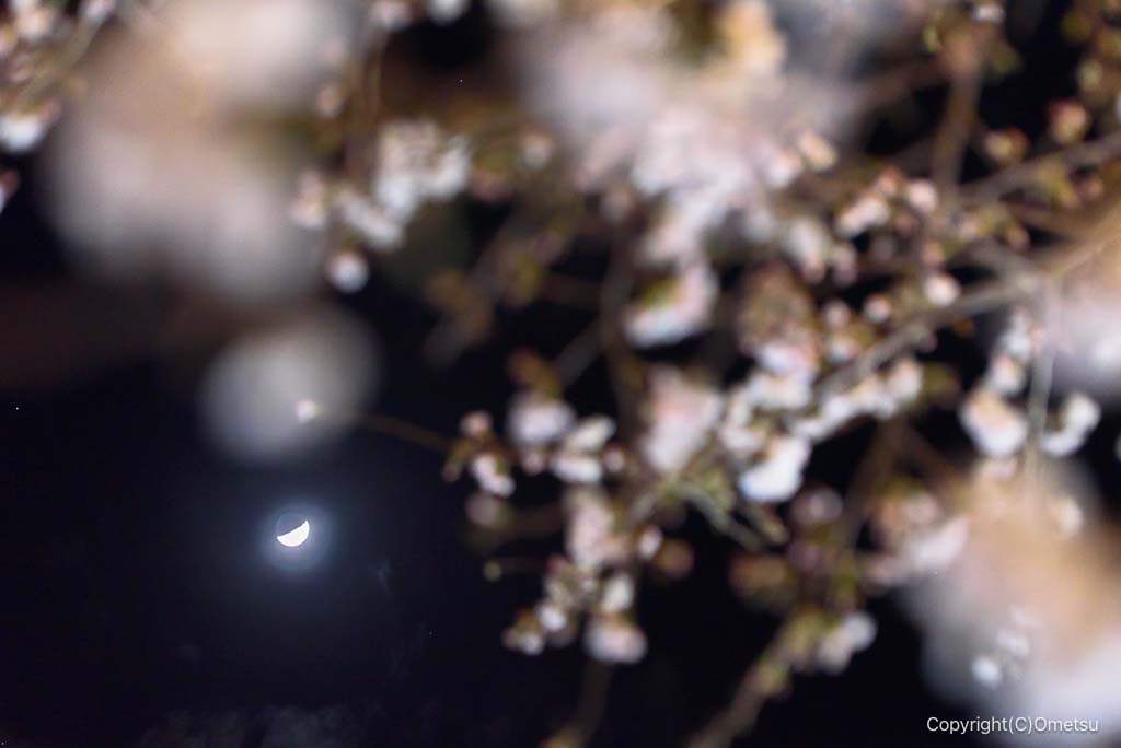 青梅・釜の淵公園の、夜桜と月