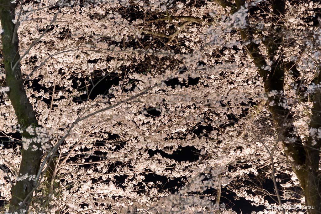 青梅・釜の淵公園の、夜桜