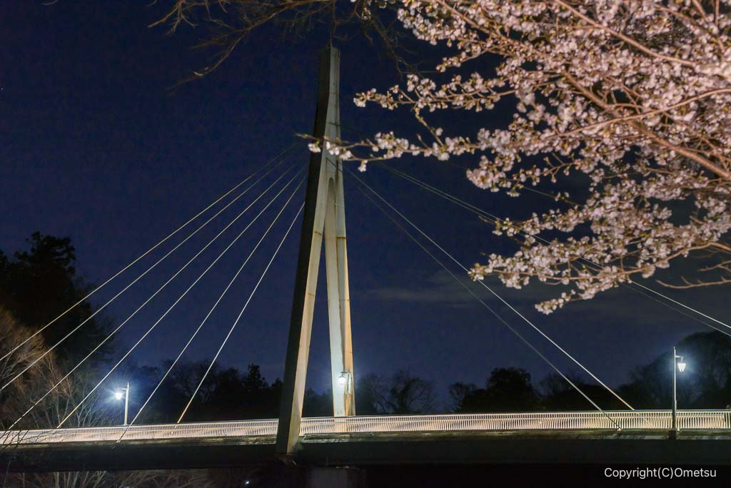 青梅・釜の淵公園の、夜桜と鮎美橋