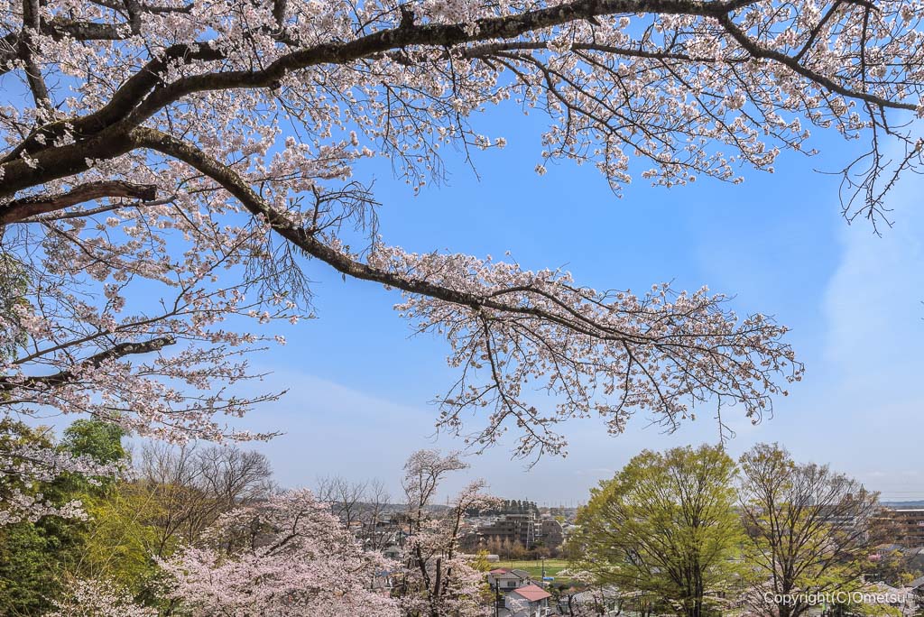 青梅市・大塚山公園の桜と遠景