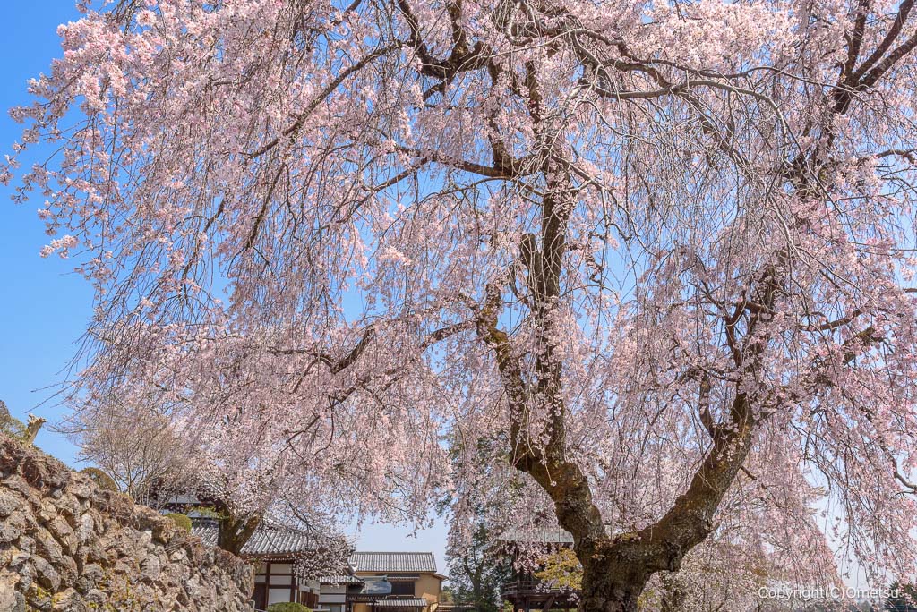 青梅市・宗泉寺の、しだれ桜