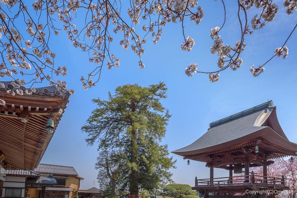 青梅市・宗泉寺の、カヤの大木