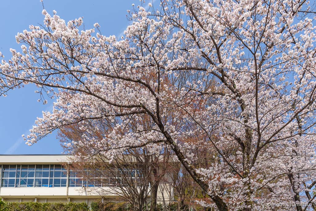 青梅市・吹上中学校の桜