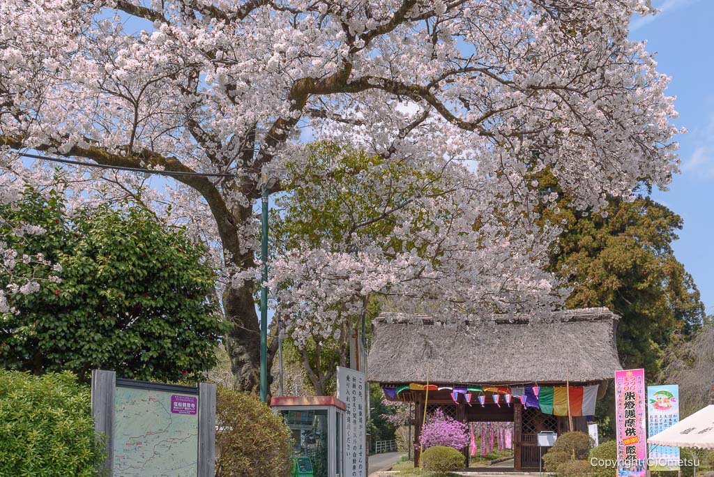 青梅・塩船観音寺の桜