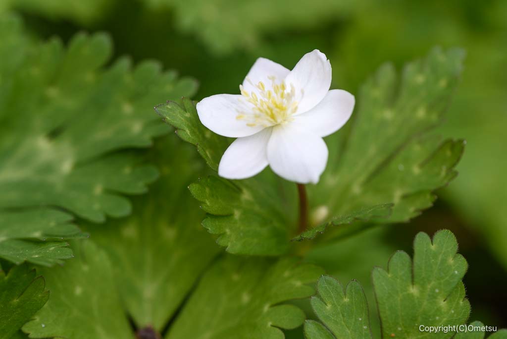 青梅・霞丘陵自然公園の、ニリンソウ