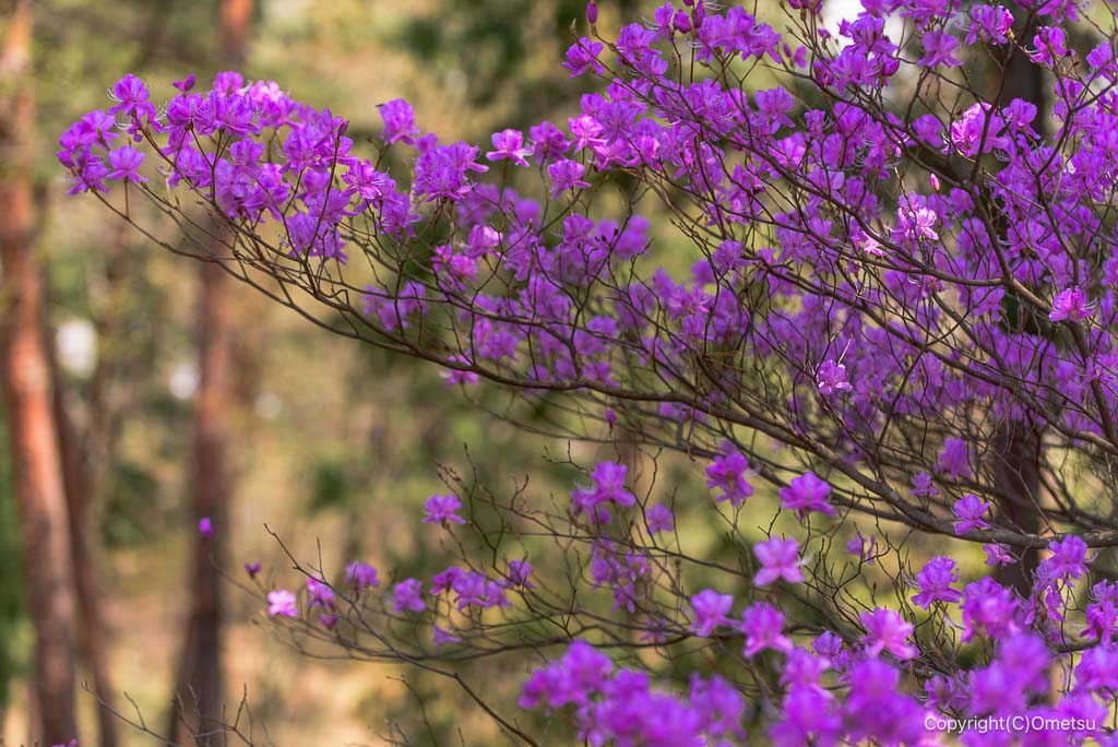 青梅・霞丘陵自然公園の、ツツジ