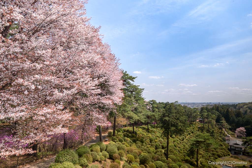 青梅・塩船観音寺の桜と、展望