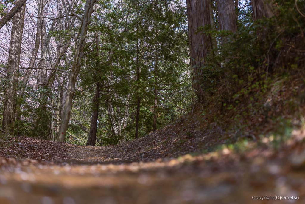 青梅・霞丘陵ハイキングコースの、登山道
