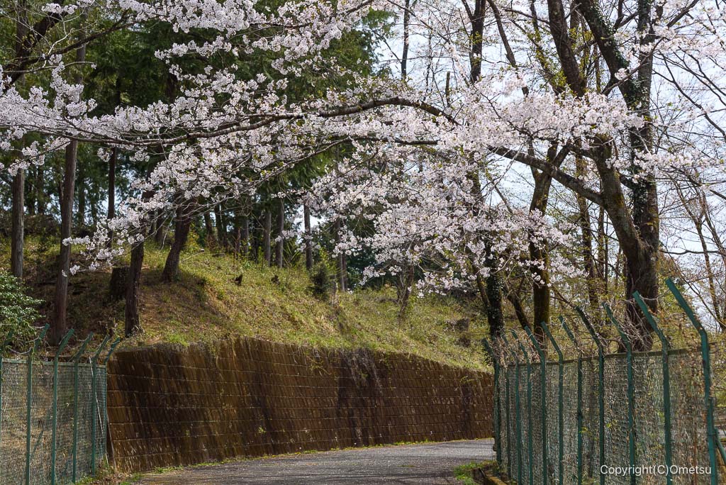 青梅・霞丘陵ハイキングコースの、林道