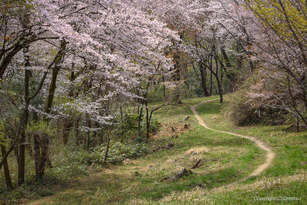 青梅・霞丘陵ハイキングコースの、桜の道
